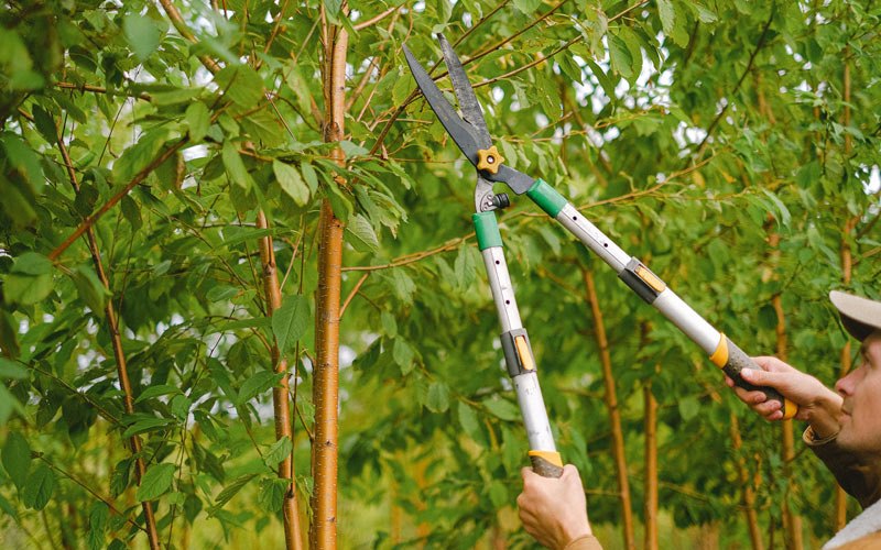 Tree trimming in Springfield, MO